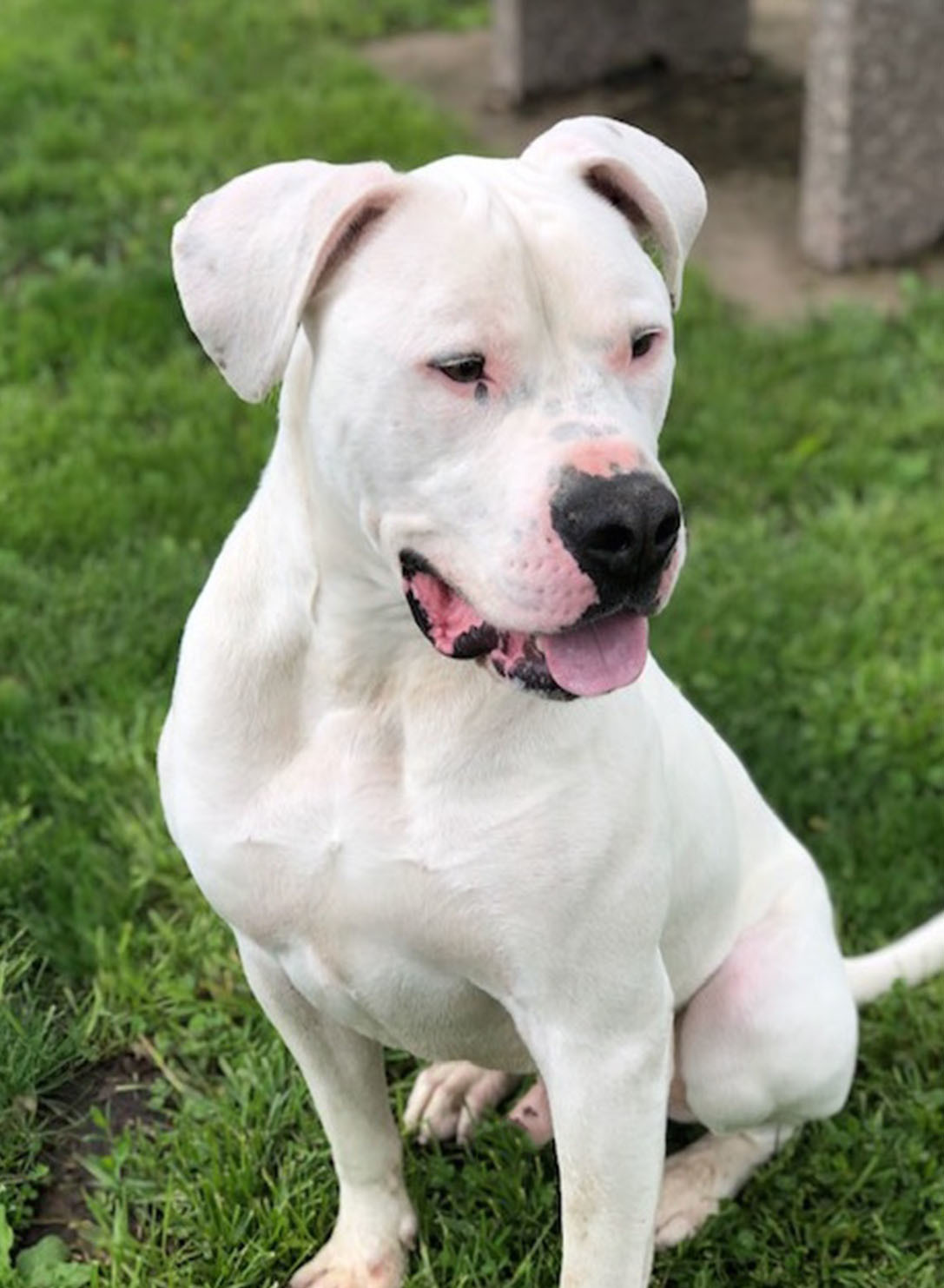 Prince, an adoptable Dogo Argentino in Auburn, NE, 68305 | Photo Image 3