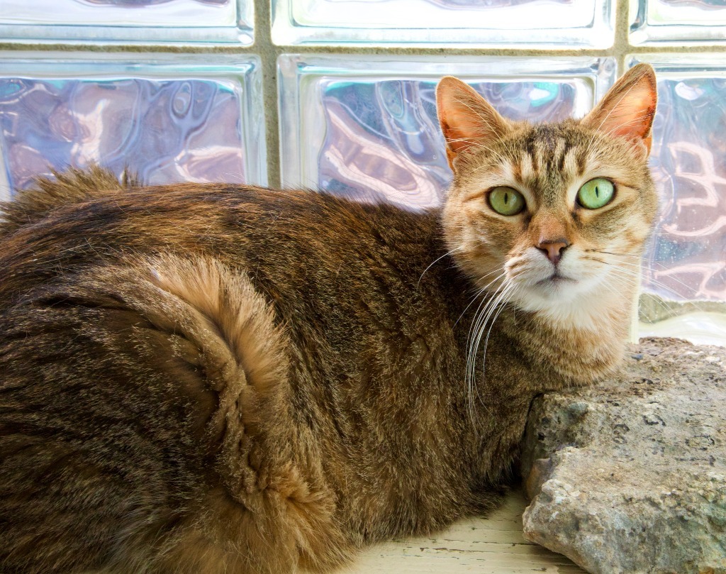 Lucy fka Blossom, an adoptable Domestic Short Hair in Fort Lauderdale, FL, 33304 | Photo Image 1