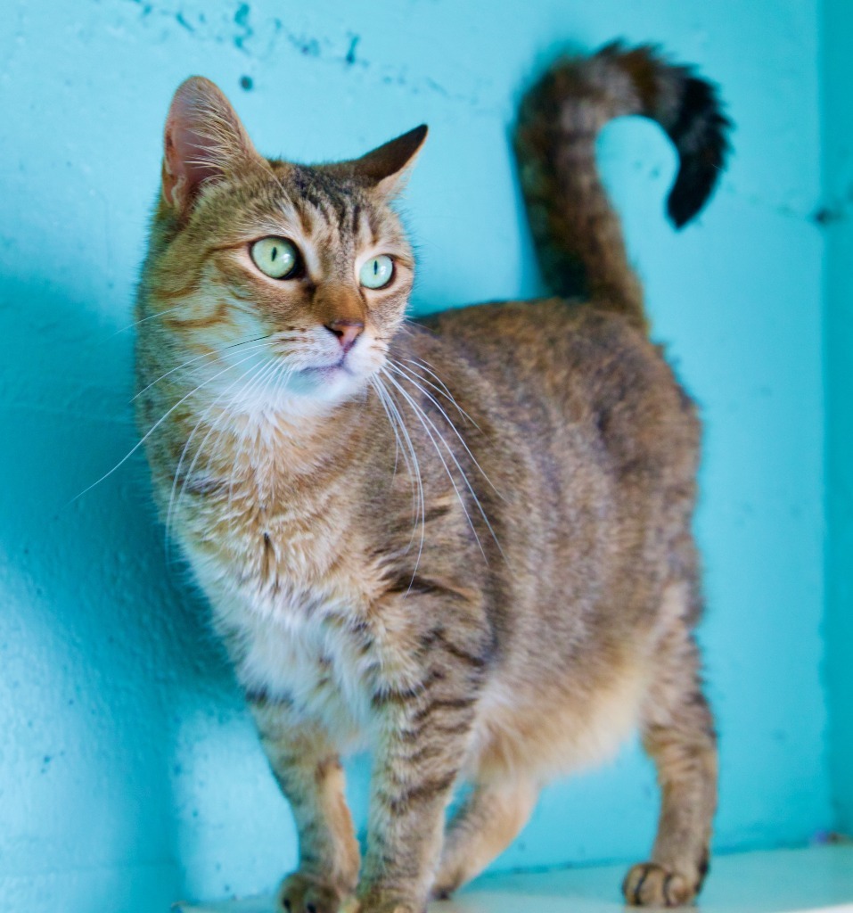 Lucy fka Blossom, an adoptable Domestic Short Hair in Fort Lauderdale, FL, 33304 | Photo Image 3