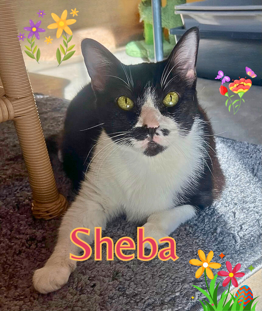 Sheba, an adoptable Tuxedo, American Shorthair in Hillsboro, TX, 76645 | Photo Image 1