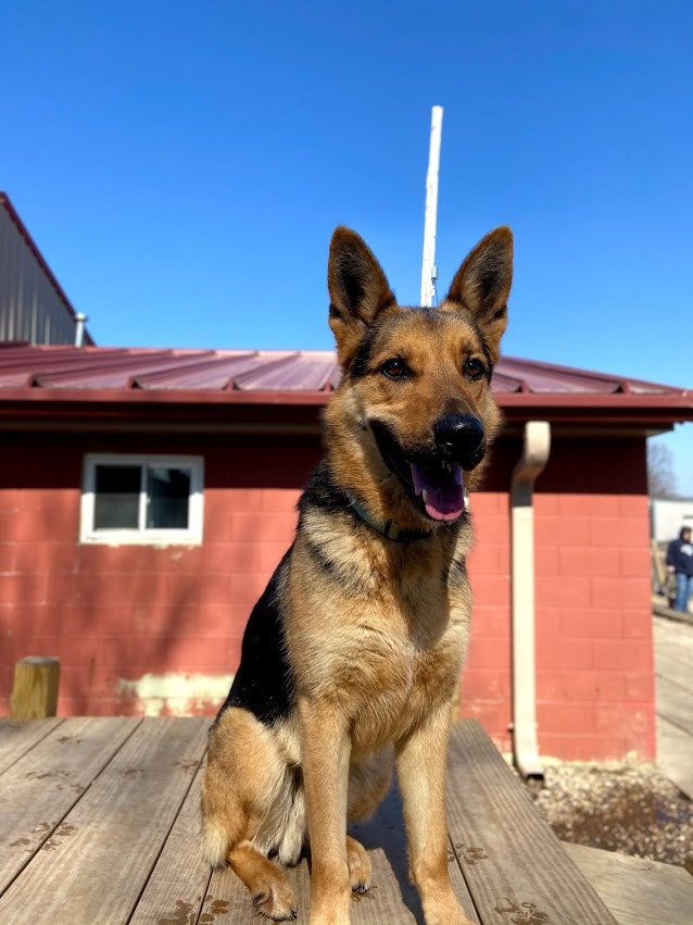 Dog For Adoption Asher A German Shepherd Dog In Spencer Ia Petfinder