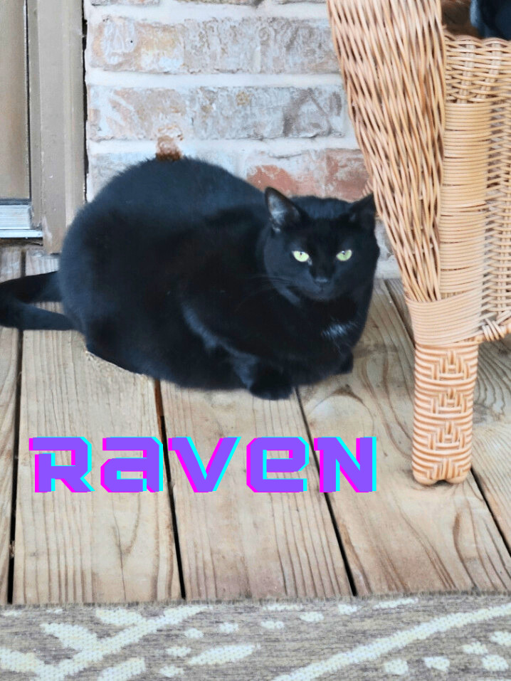 Raven, an adoptable Bombay, American Shorthair in Hillsboro, TX, 76645 | Photo Image 3