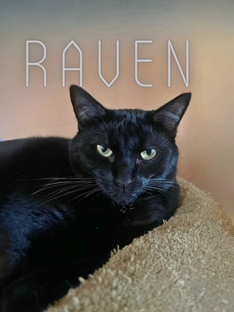 Raven, an adoptable Bombay, American Shorthair in Hillsboro, TX, 76645 | Photo Image 4
