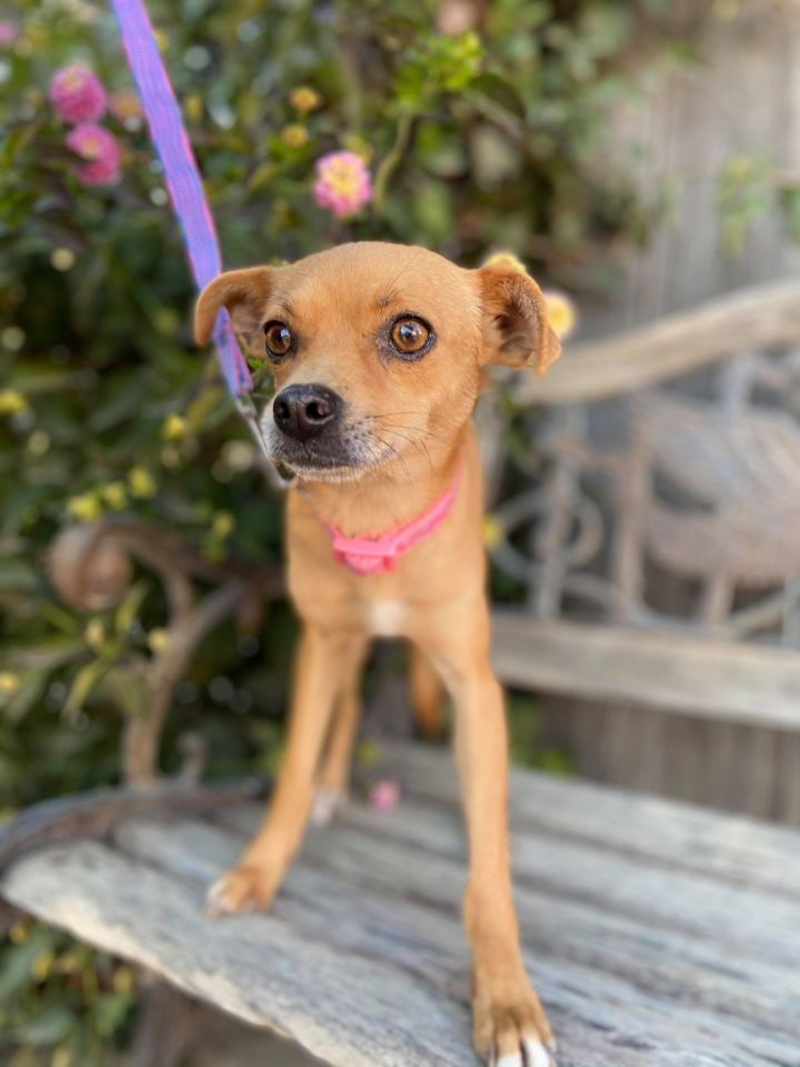 Dog for adoption - Bambi, a Chihuahua & Terrier Mix in San ...