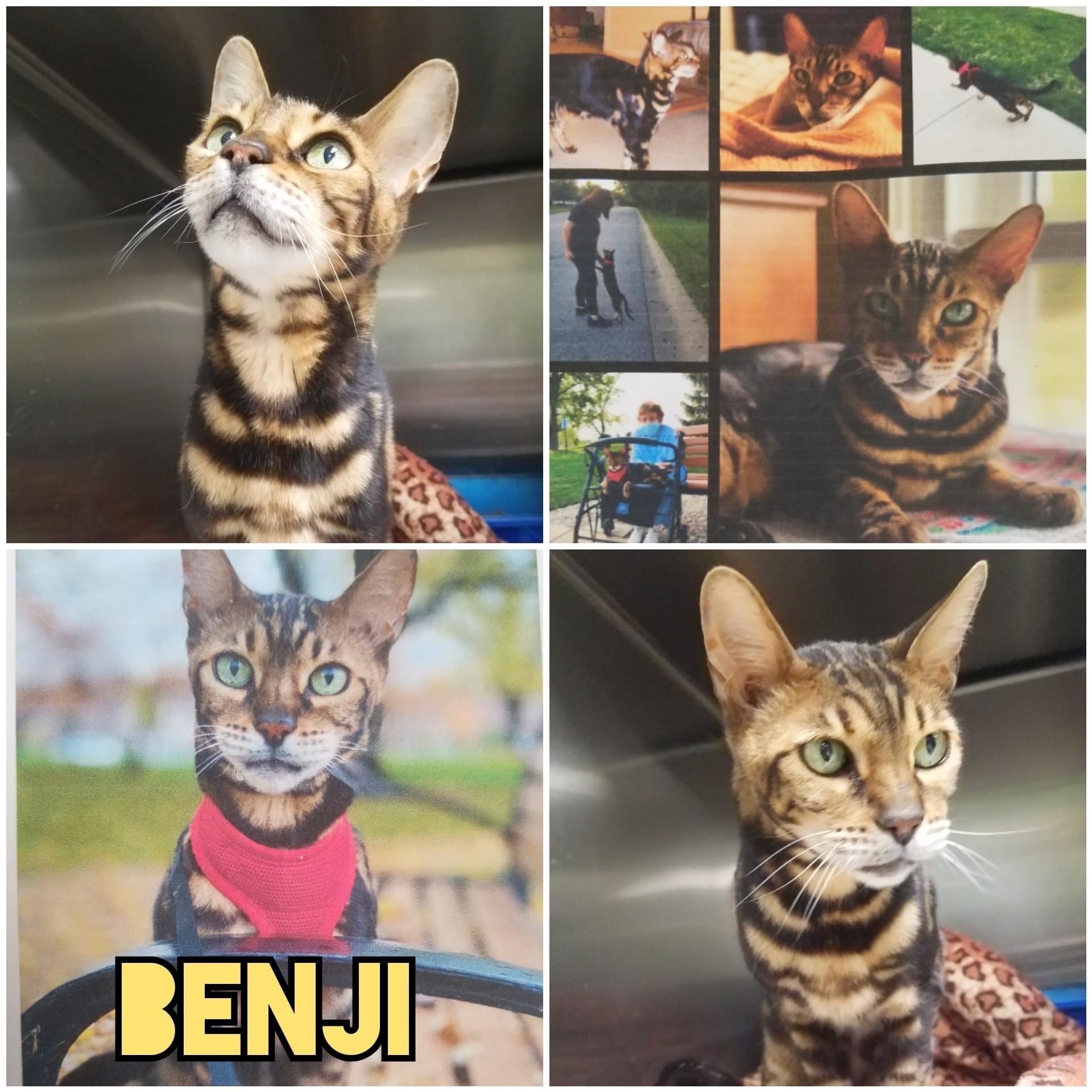 Benji detail page
