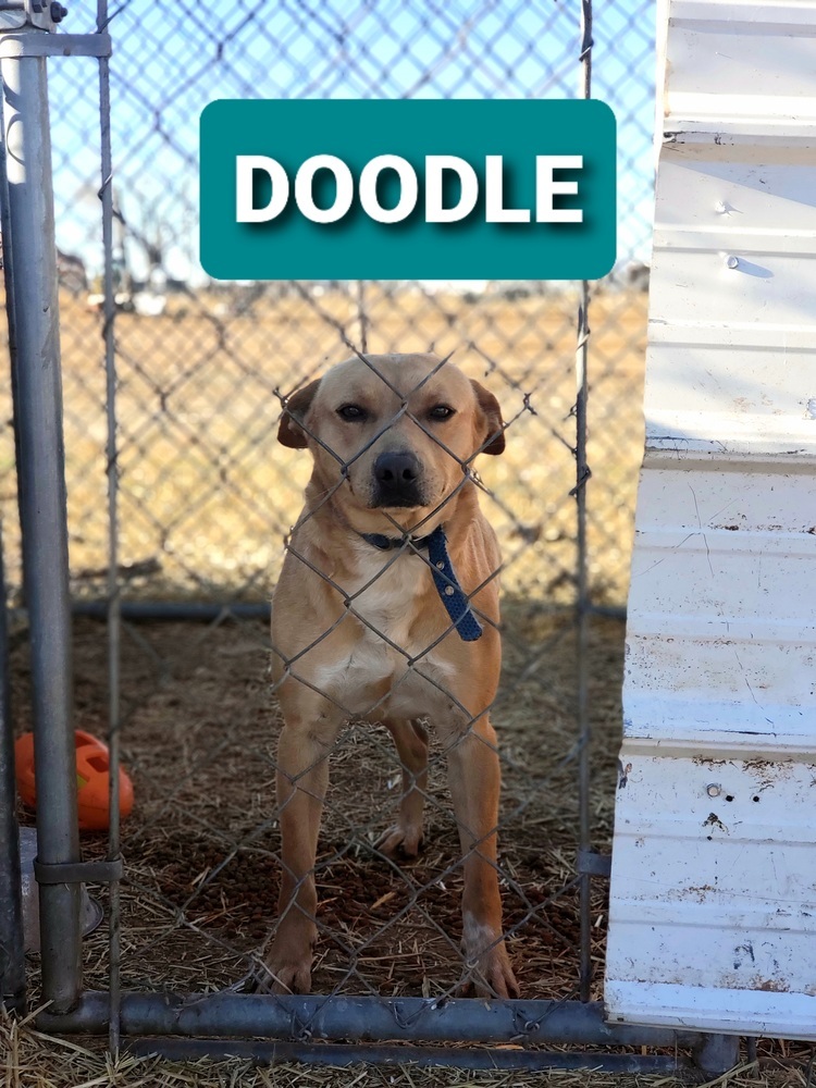 Doodle, an adoptable Mixed Breed in Crosbyton, TX, 79322 | Photo Image 2