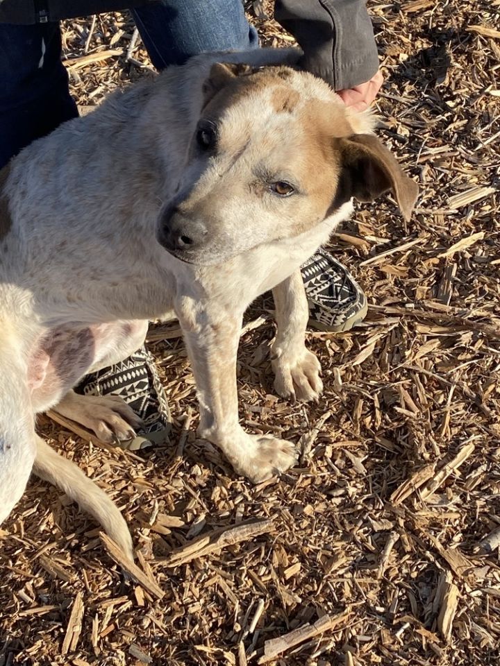 Sadie, an adoptable Mixed Breed in Huntington Park, CA_image-2