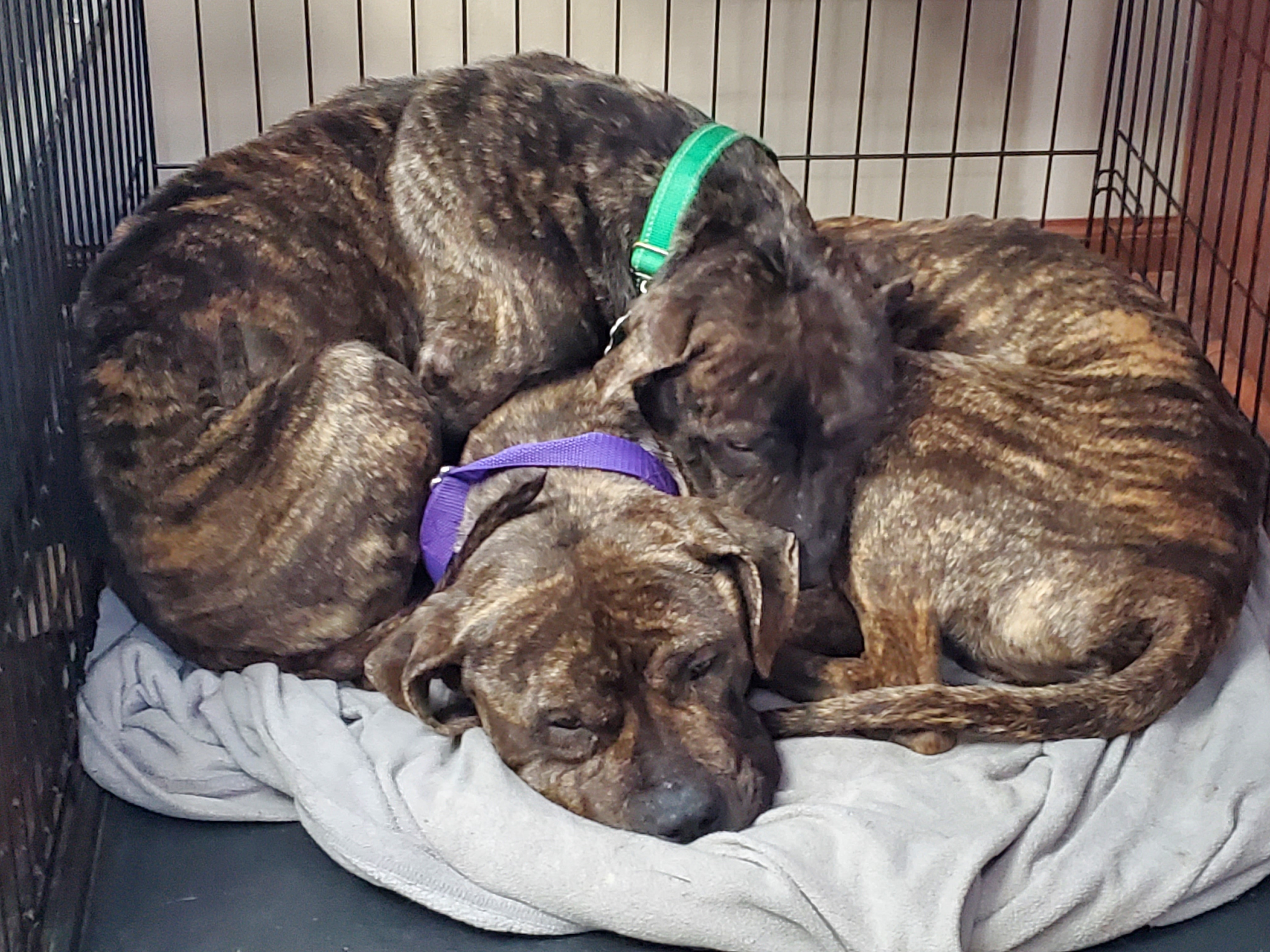 Harley, an adoptable Pit Bull Terrier in Farmington, MN, 55024 | Photo Image 3