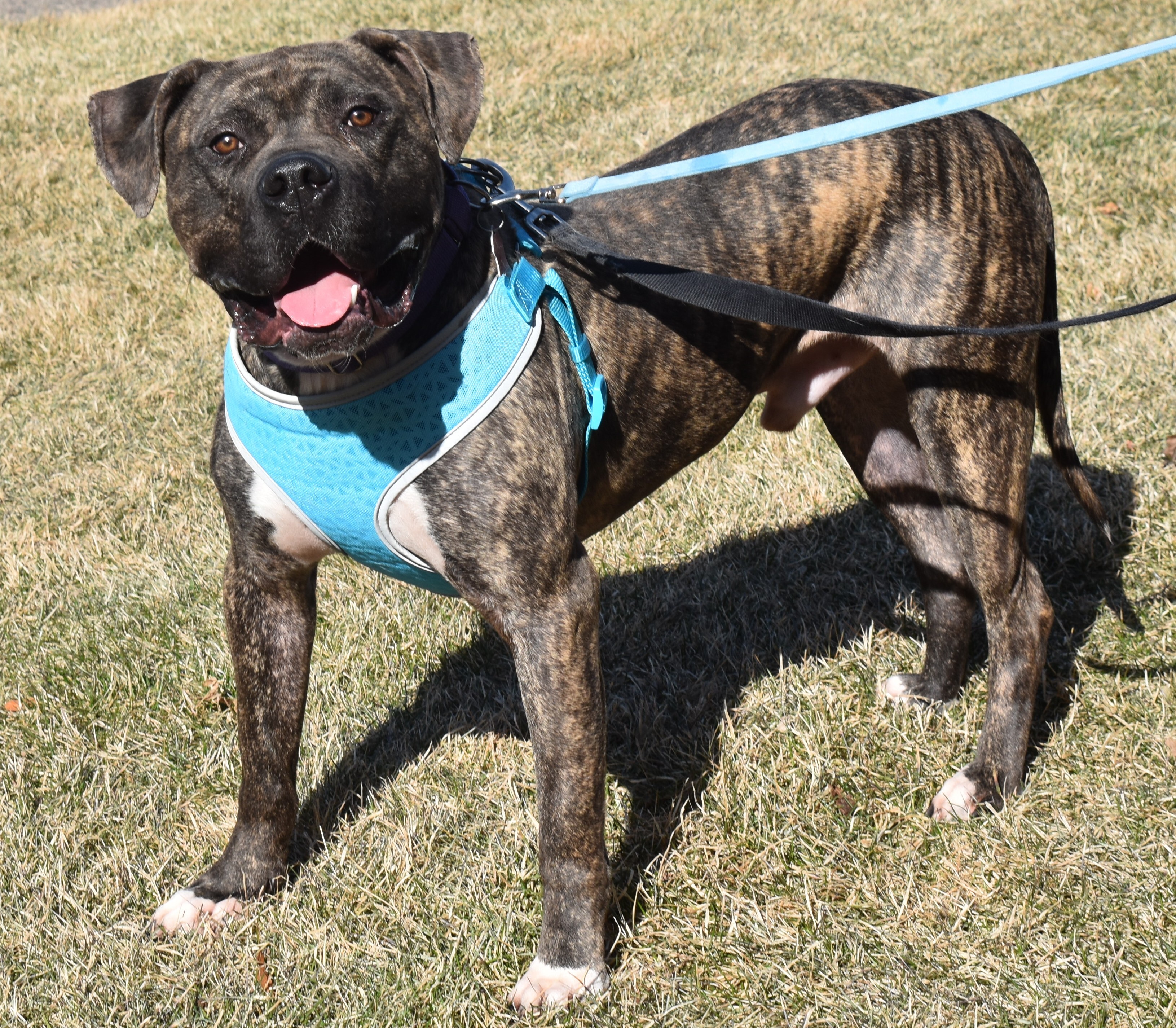 Riggs, an adoptable Cane Corso in Lindstrom , MN, 55045 | Photo Image 1