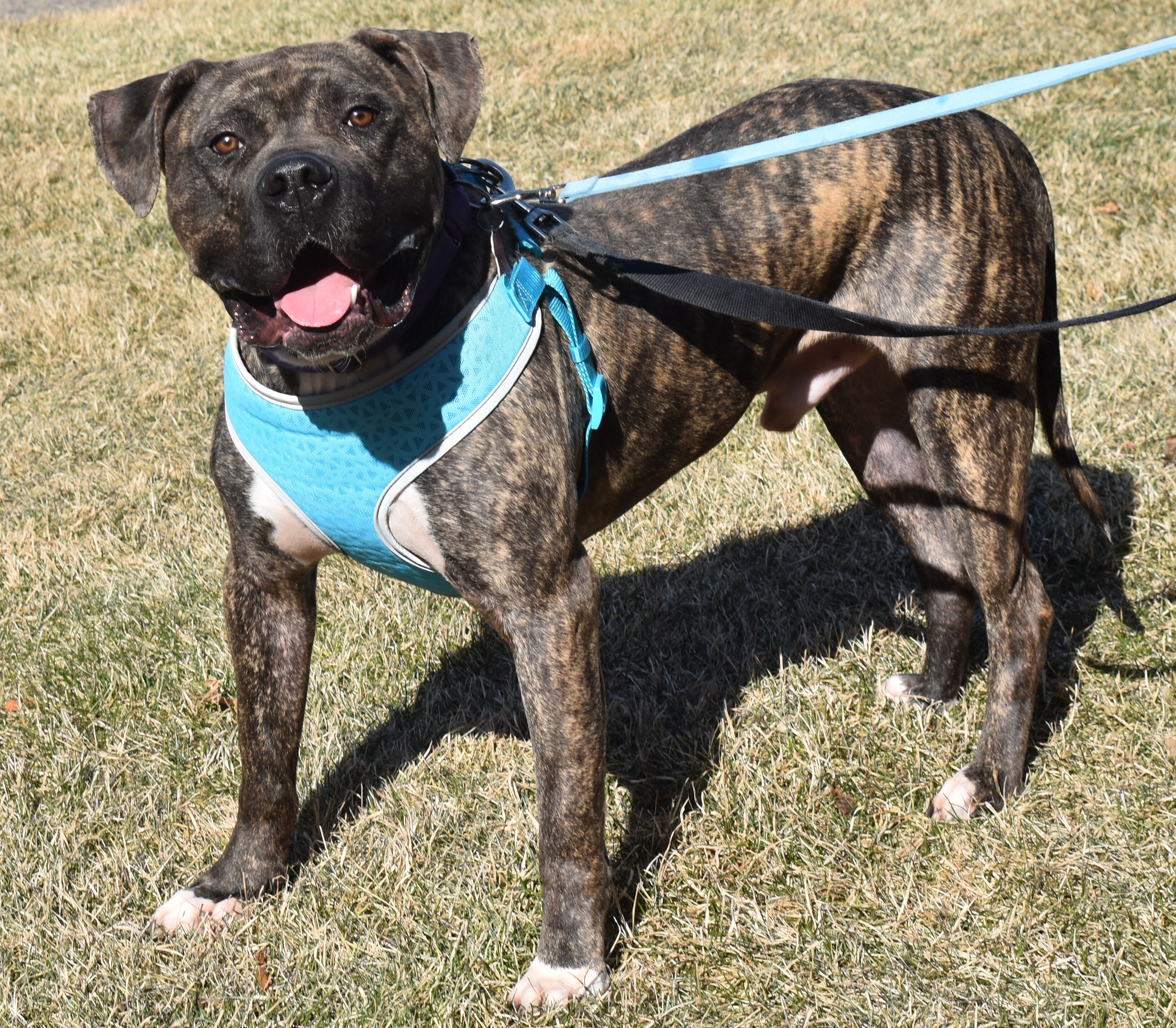 Riggs, an adoptable Cane Corso in Farmington, MN, 55024 | Photo Image 1