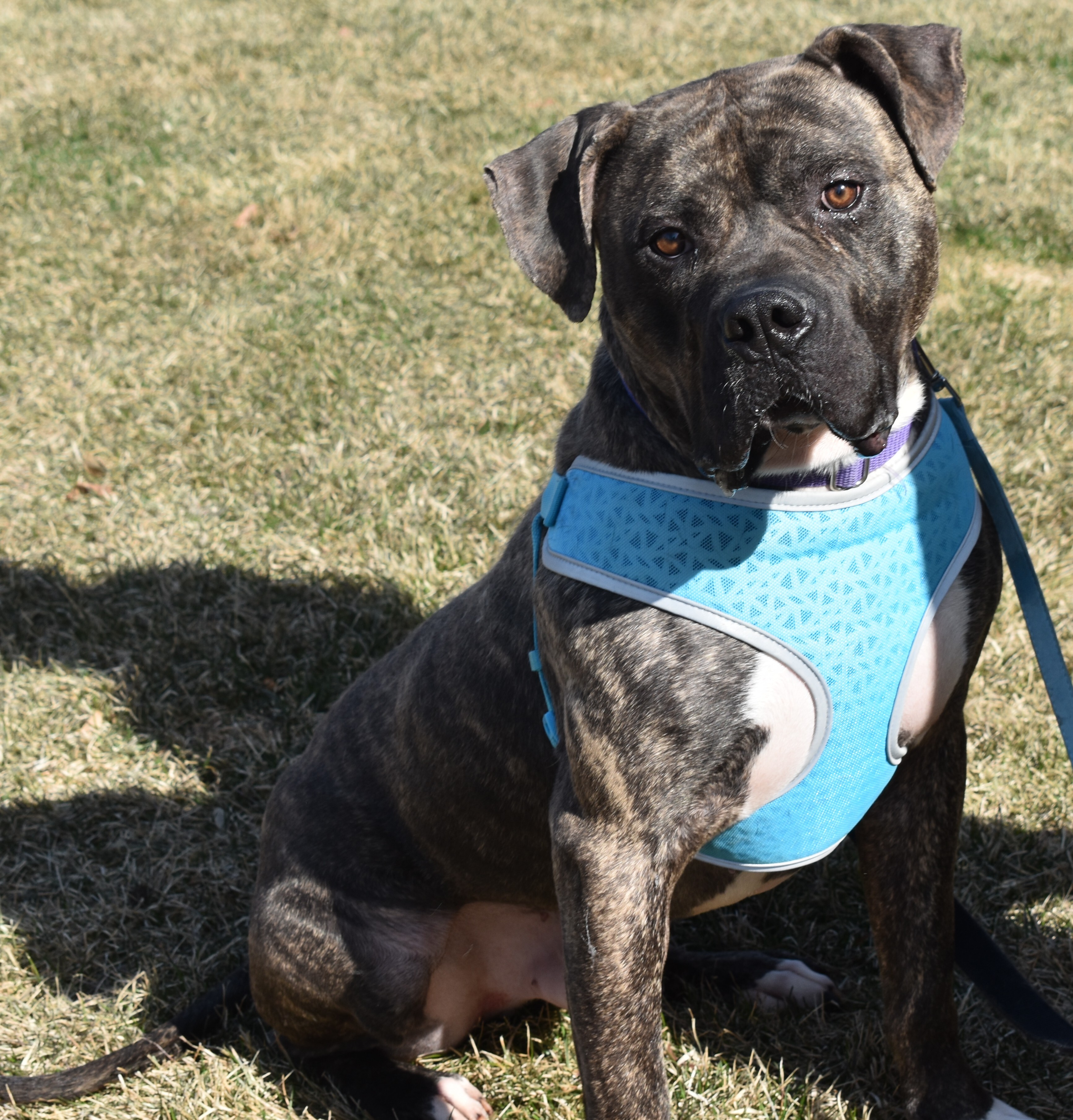 Riggs, an adoptable Cane Corso in Lindstrom , MN, 55045 | Photo Image 4