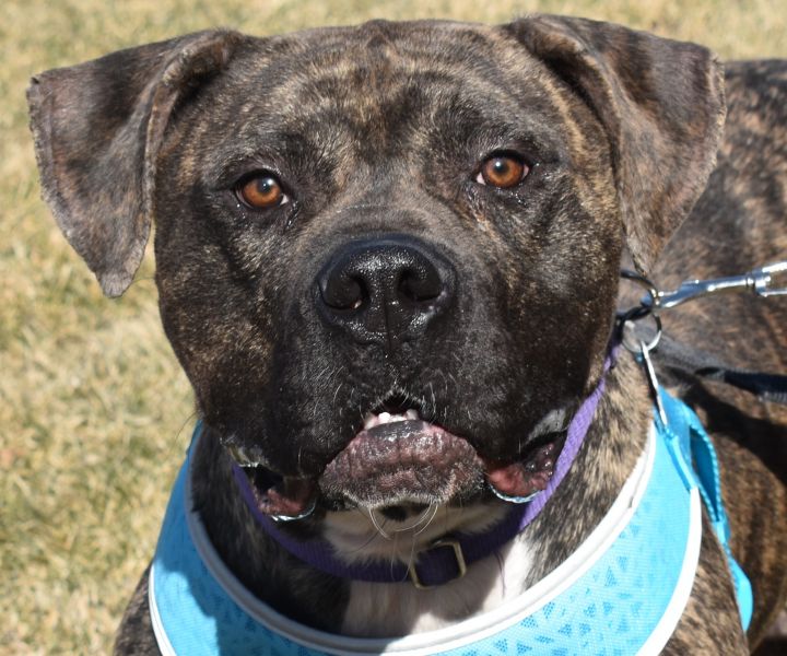 Dog for adoption - Kane, a Great Dane & Cane Corso Mix in Fort Worth, TX