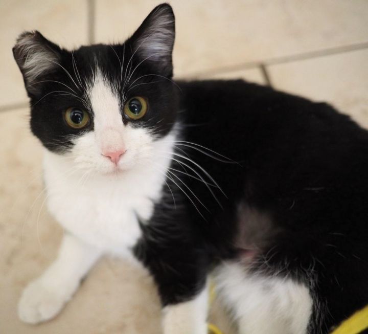 Gemma, an adoptable Tuxedo & Domestic Short Hair Mix in Las Cruces, NM_image-1