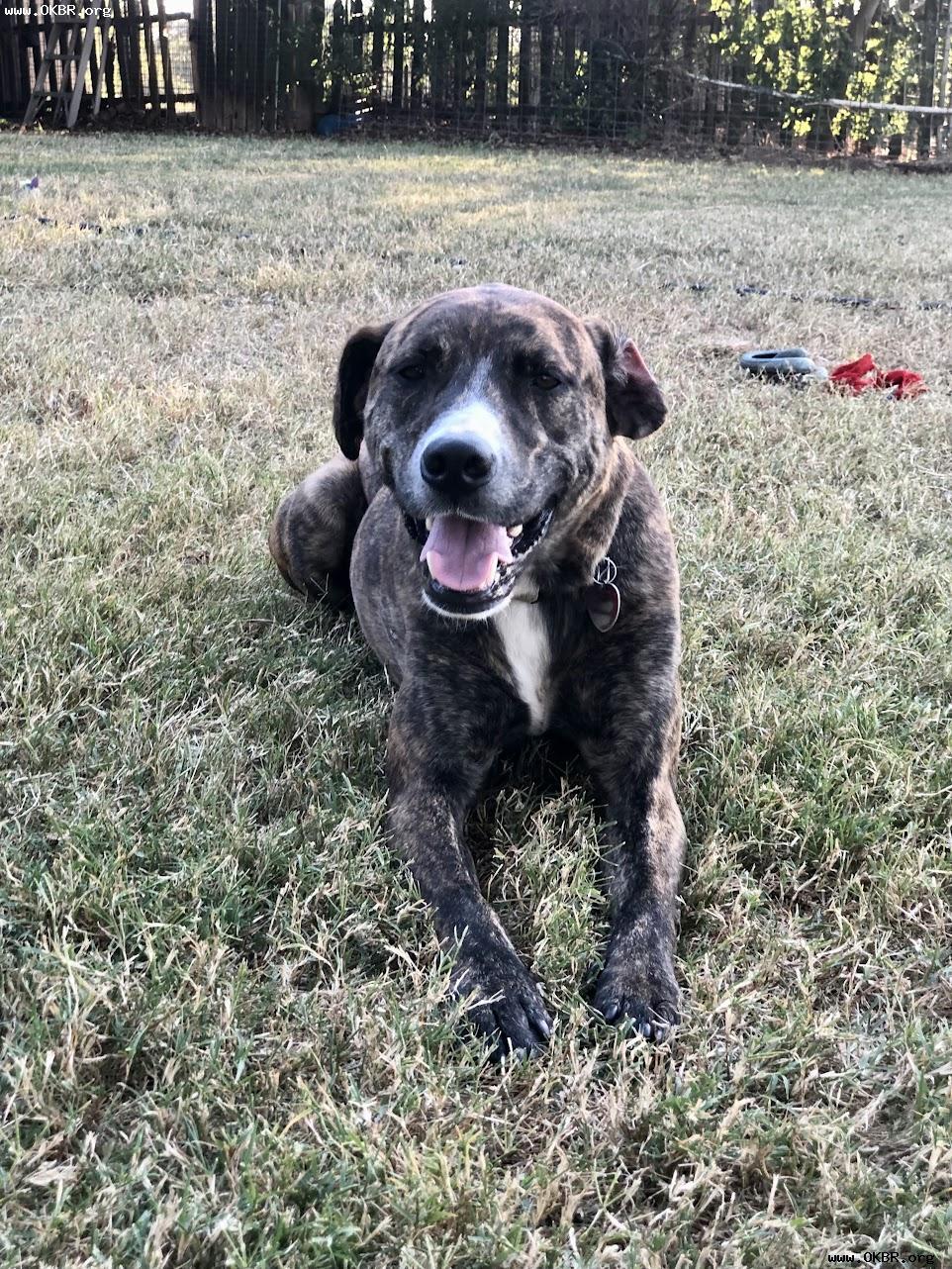 Echo, an adoptable Hound in Norman, OK, 73071 | Photo Image 1