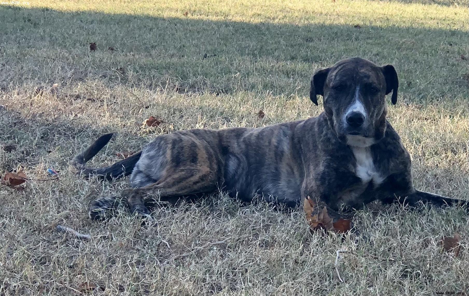 Echo, an adoptable Hound in Norman, OK, 73071 | Photo Image 2