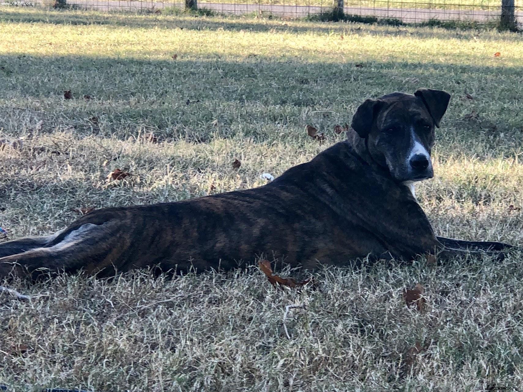 Echo, an adoptable Hound in Norman, OK, 73071 | Photo Image 3