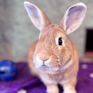 Twyla, Adult Female unknown