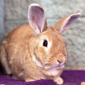Rollie, Adult Male unknown