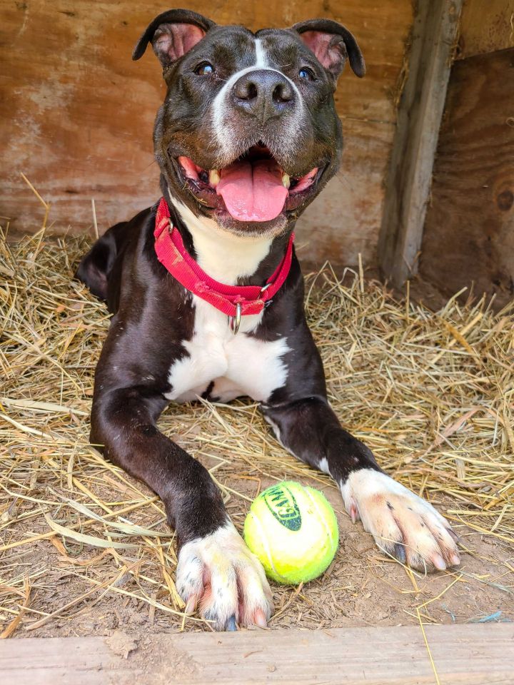 Rosie, an adoptable Pit Bull Terrier Mix in Montrose, PA_image-4