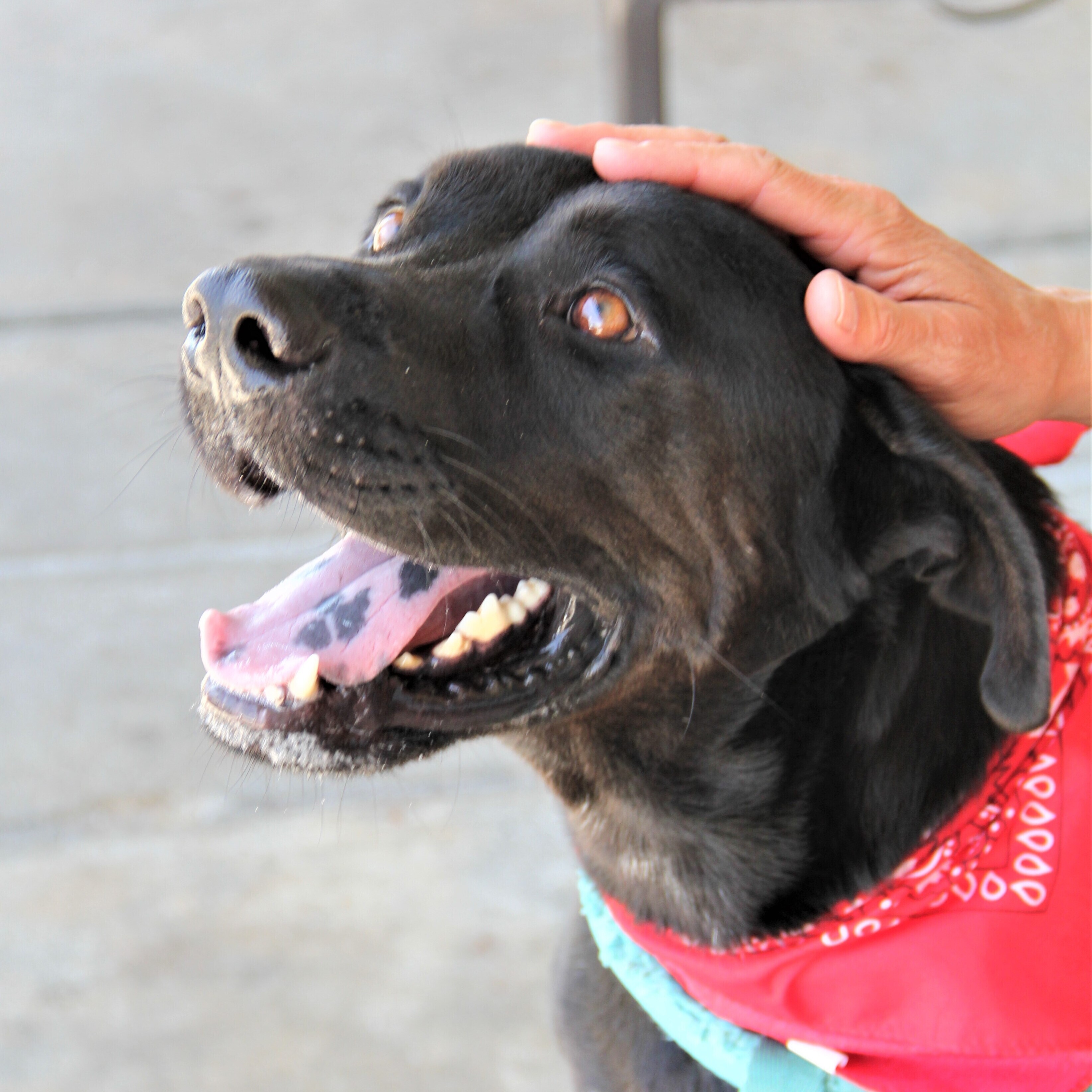 Chandler, an adoptable Labrador Retriever in Miami, FL, 33177 | Photo Image 2