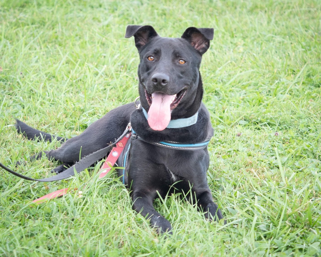 Doc, an adoptable Mixed Breed, Labrador Retriever in Irwin, PA, 15642 | Photo Image 1