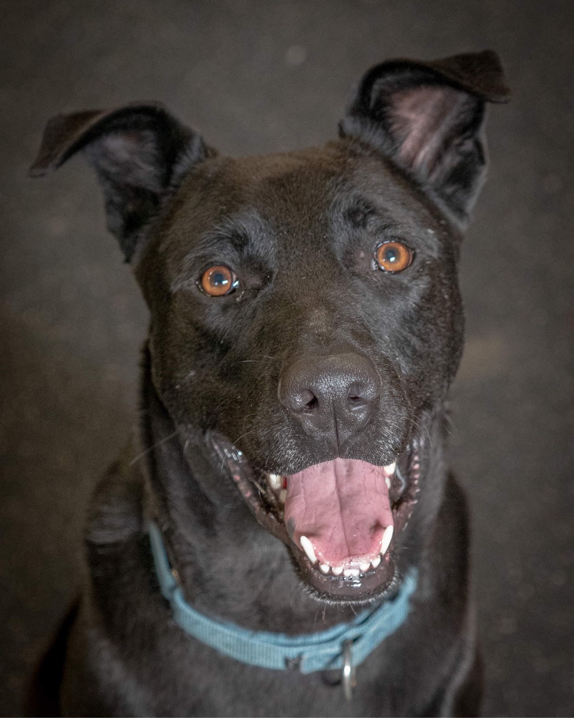 Doc, an adoptable Mixed Breed, Labrador Retriever in Irwin, PA, 15642 | Photo Image 2