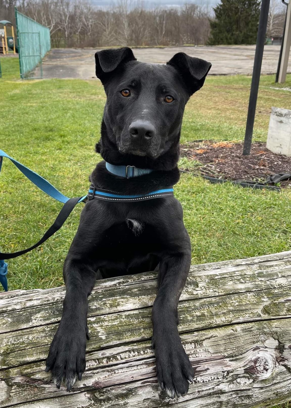 Doc, an adoptable Mixed Breed, Labrador Retriever in Irwin, PA, 15642 | Photo Image 3