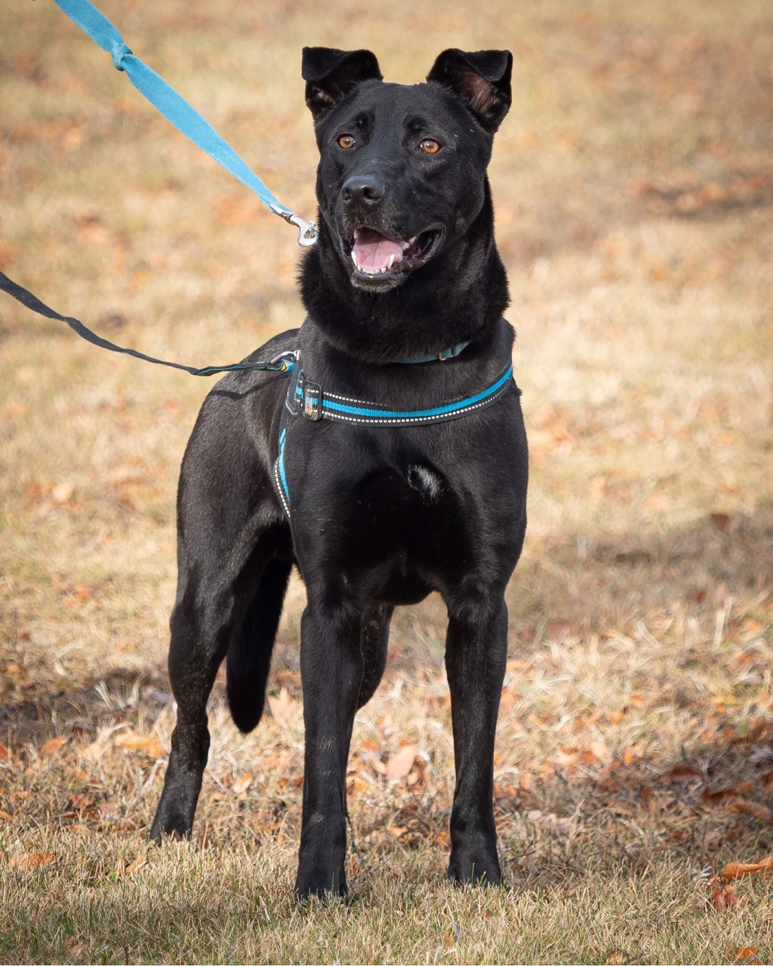 Doc, an adoptable Mixed Breed, Labrador Retriever in Irwin, PA, 15642 | Photo Image 4