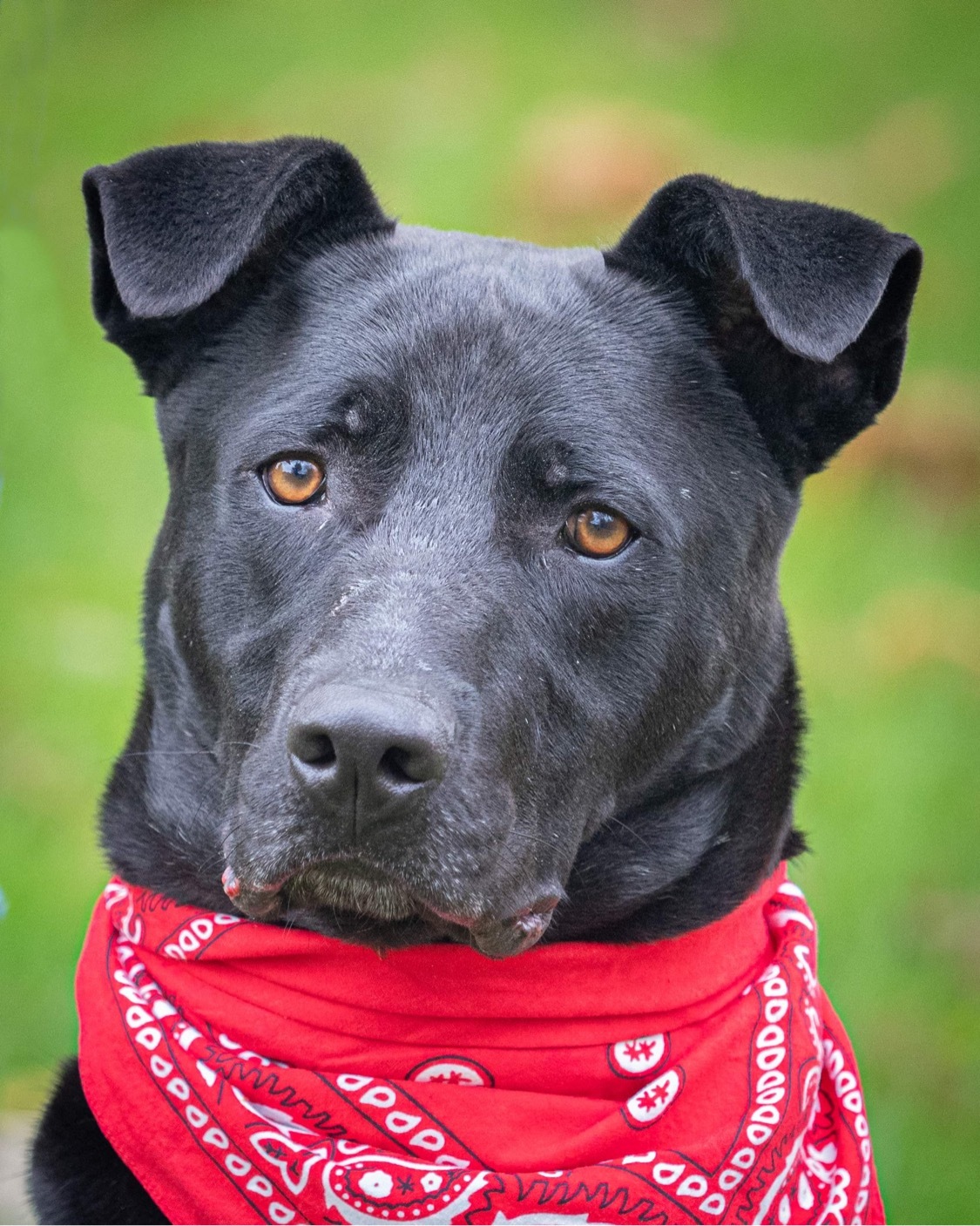 Doc, an adoptable Mixed Breed, Labrador Retriever in Irwin, PA, 15642 | Photo Image 5