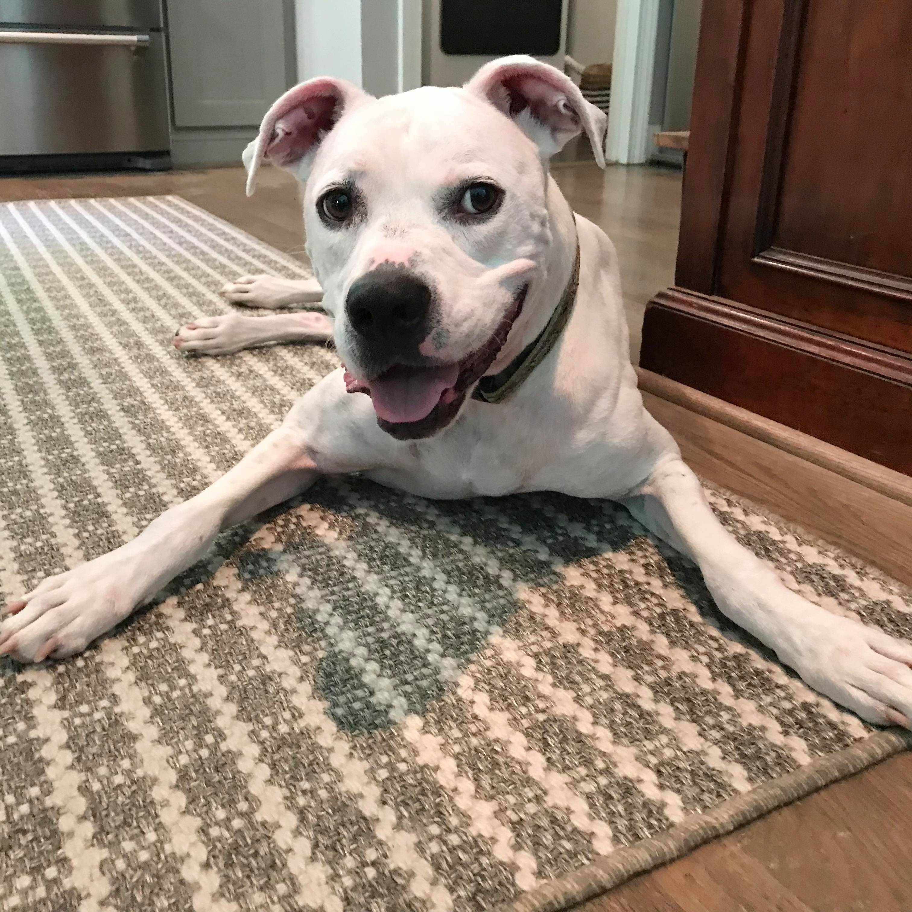 Jackson, an adoptable Boxer, Labrador Retriever in Cumming, GA, 30040 | Photo Image 2