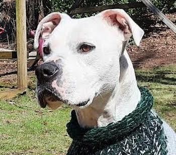 Jackson, an adoptable Boxer, Labrador Retriever in Cumming, GA, 30040 | Photo Image 3