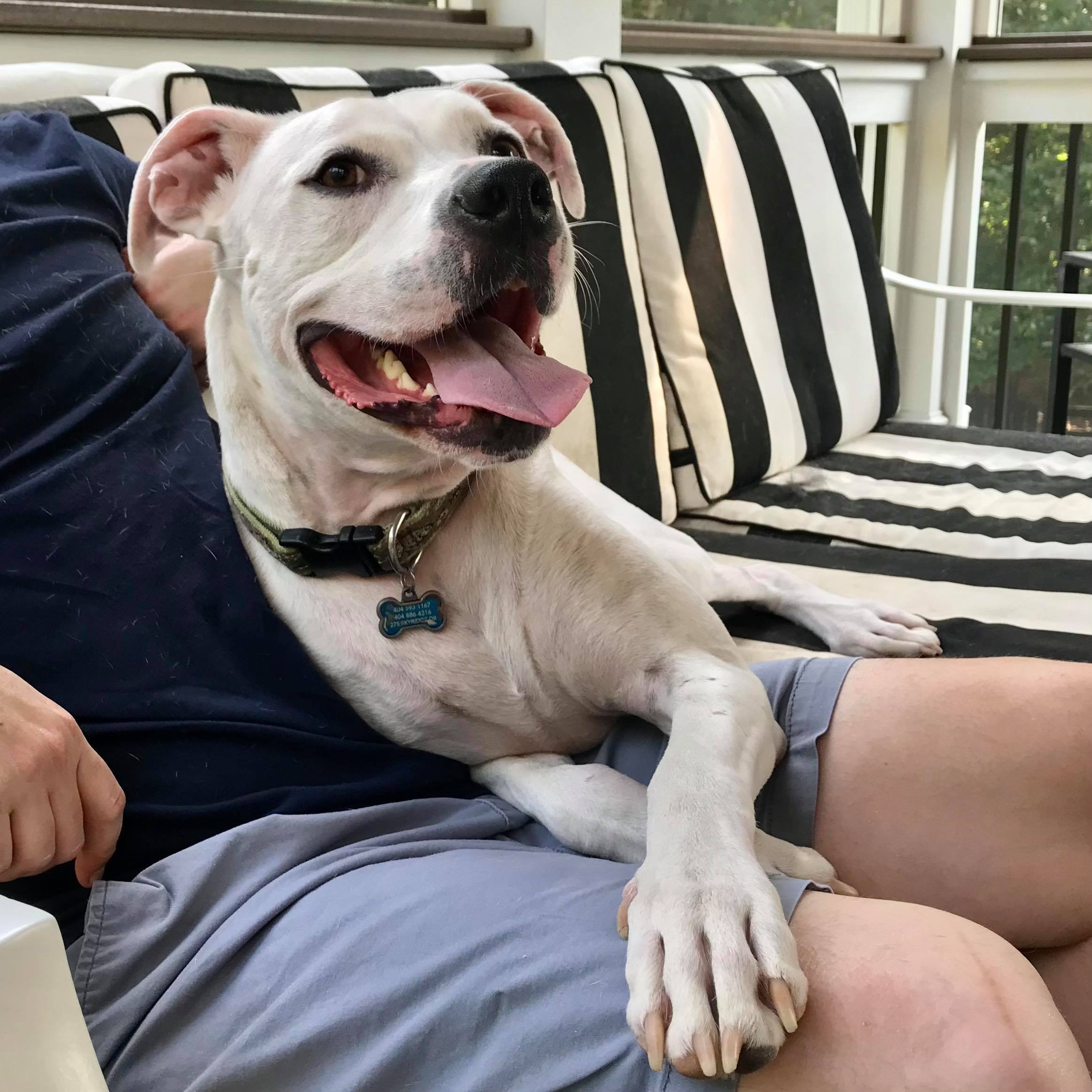 Jackson, an adoptable Boxer, Labrador Retriever in Cumming, GA, 30040 | Photo Image 1