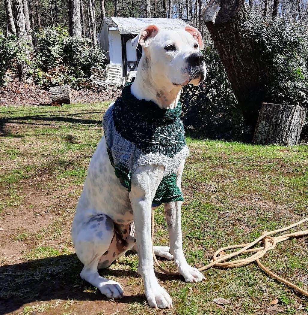 Jackson, an adoptable Boxer, Labrador Retriever in Cumming, GA, 30040 | Photo Image 6