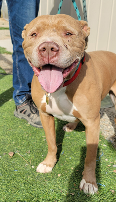 Lucky, an adoptable Pit Bull Terrier Mix in Santa Paula, CA_image-1