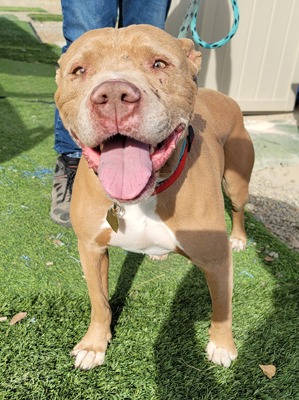 Lucky, an adoptable Pit Bull Terrier Mix in Santa Paula, CA_image-2