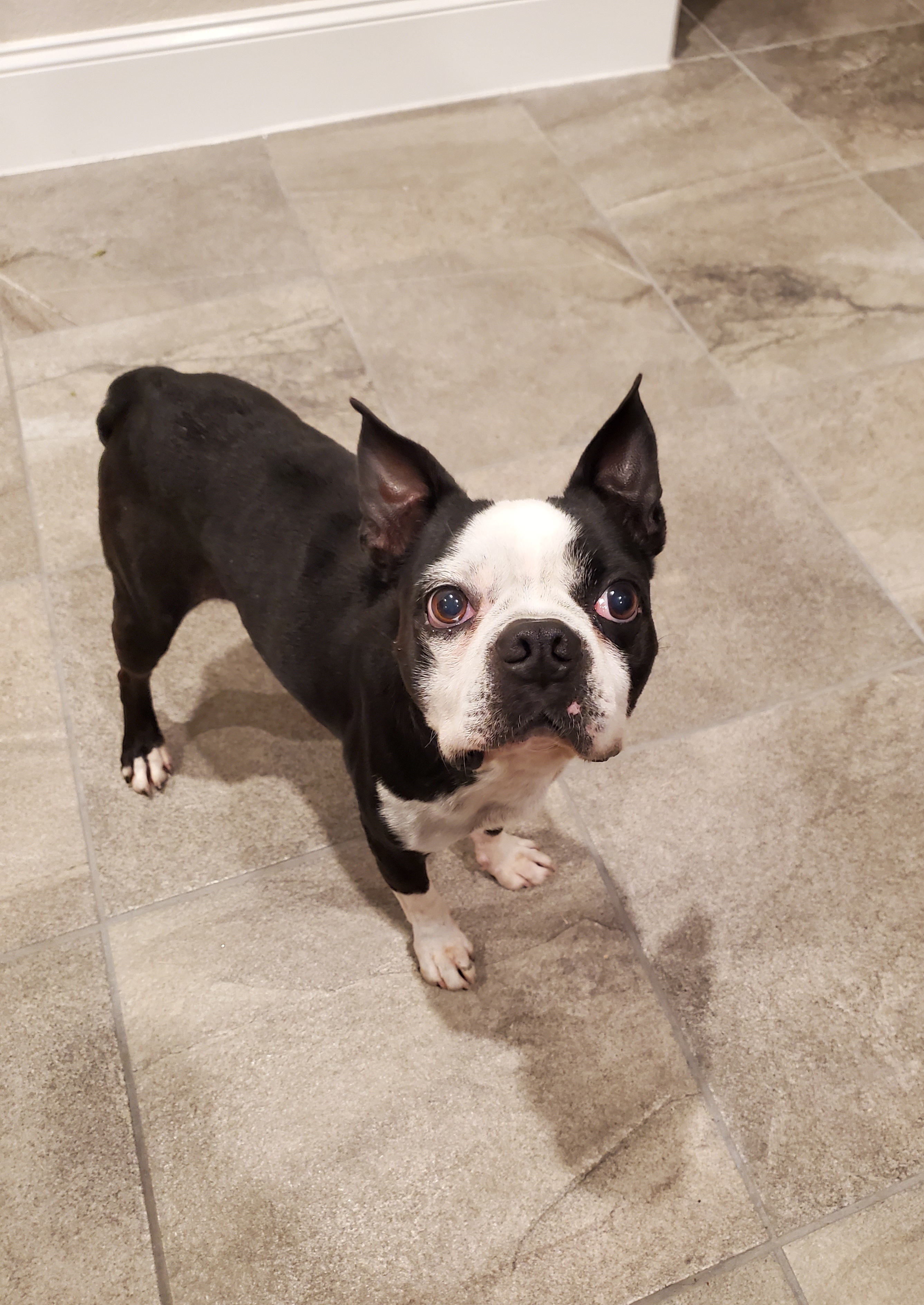 Dog for adoption WEBSTER, a Boston Terrier in The