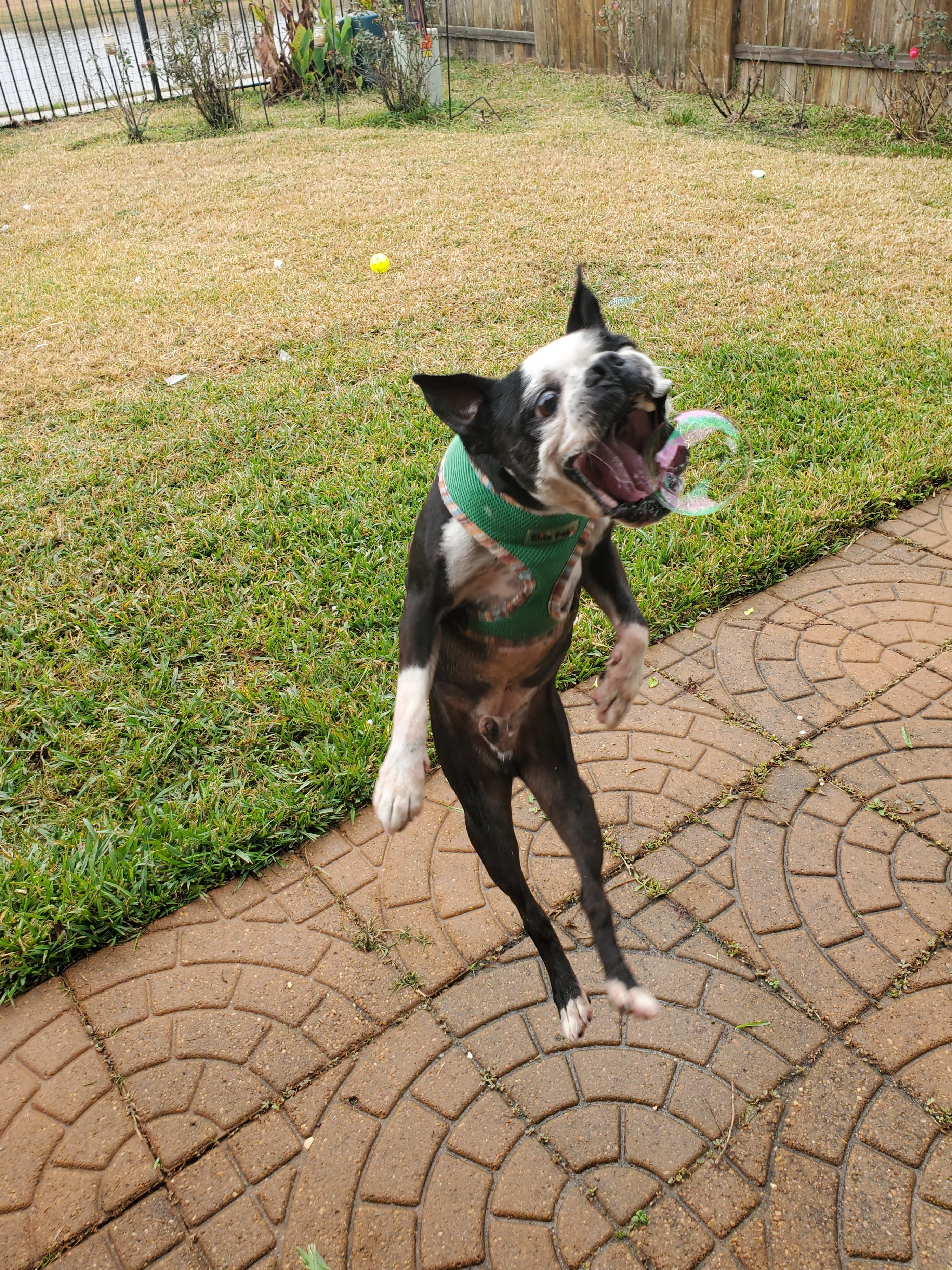WEBSTER, an adoptable Boston Terrier in Spring, TX, 77380 | Photo Image 3