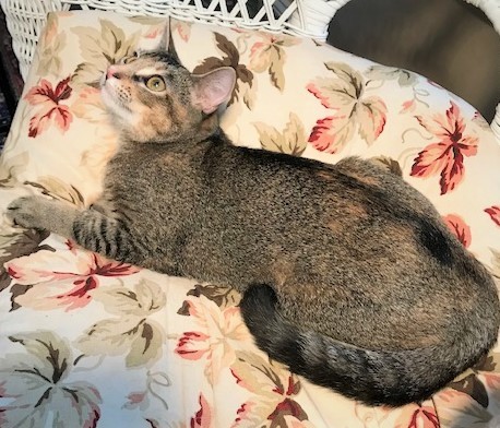 TABITHA - Gorgeous, Rare, Loving, 7-Month-Old, Abyssinian - Bengal Mix Girl! 2