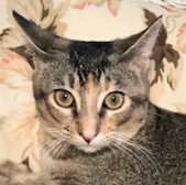 TABITHA - Gorgeous, Rare, Loving, 7-Month-Old, Abyssinian - Bengal Mix Girl!