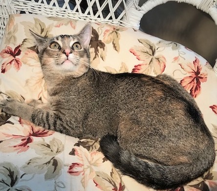 TABITHA - Gorgeous, Rare, Loving, 7-Month-Old, Abyssinian - Bengal Mix Girl! 5