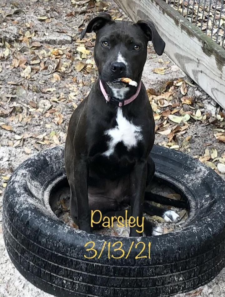 Parsley, an adoptable Terrier Mix in Fulton, TX_image-2