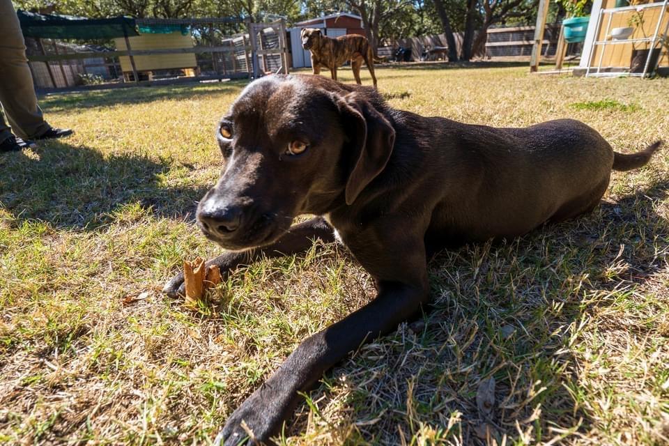 Figgy, an adoptable Terrier in Fulton, TX, 78358 | Photo Image 1