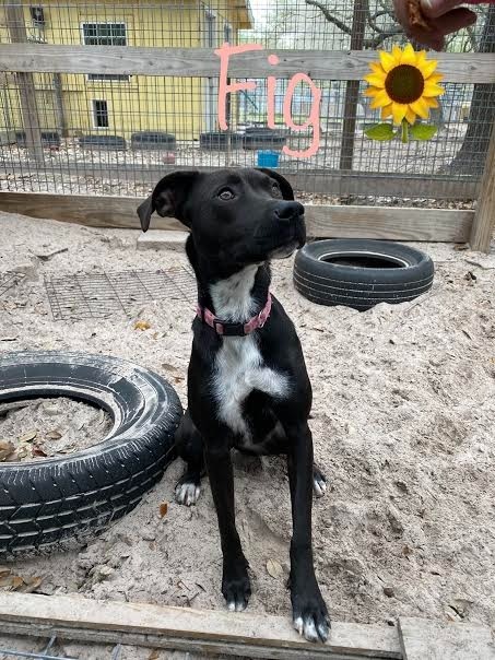 Figgy, an adoptable Terrier in Fulton, TX, 78358 | Photo Image 2