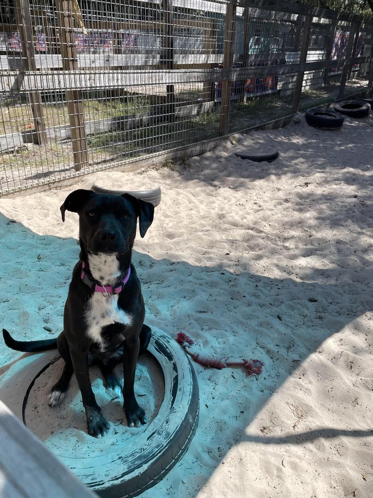 Figgy, an adoptable Terrier in Fulton, TX, 78358 | Photo Image 3