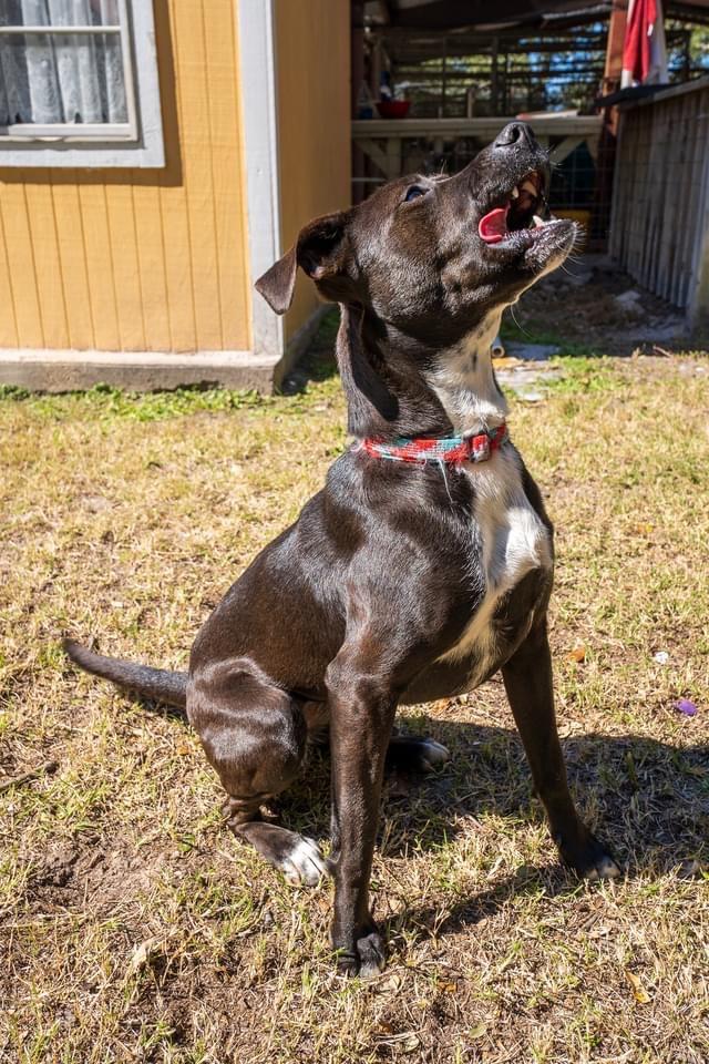 Figgy, an adoptable Terrier in Fulton, TX, 78358 | Photo Image 4