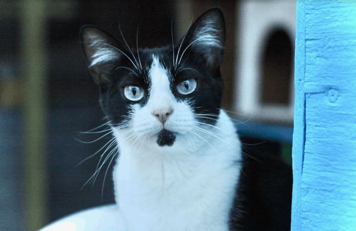 Jazzy, an adoptable Tuxedo & Domestic Short Hair Mix in Williamsburg, NM_image-3
