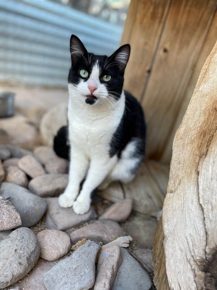 Jazzy, an adoptable Tuxedo & Domestic Short Hair Mix in Williamsburg, NM_image-5