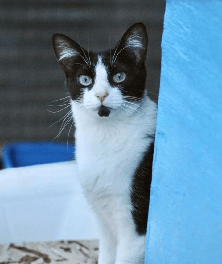 Jazzy, an adoptable Tuxedo & Domestic Short Hair Mix in Williamsburg, NM_image-6