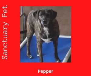 Pepper Barker