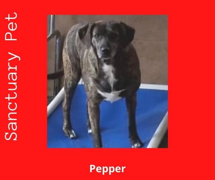 Pepper Barker 1